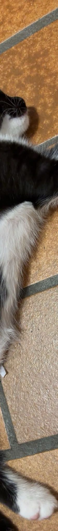 Babykatze – Katze, Unbekannt, Alter unbekannt – Foto 2