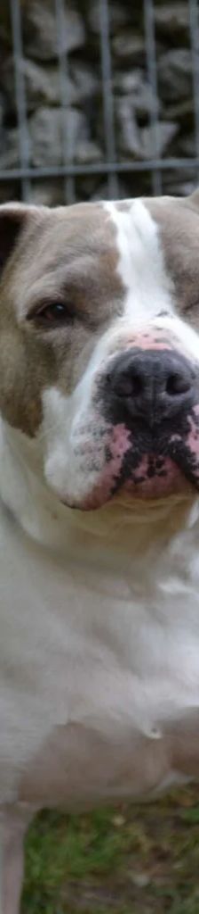 Graf – Staffordshire-Mix, Männchen, 5 Jahre, 13057 Berlin – Foto 1