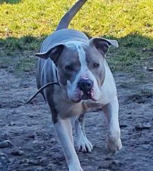 Graf – Staffordshire-Mix, Männchen, 5 Jahre, 13057 Berlin – Foto 2