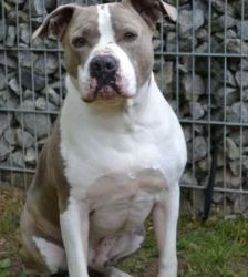 Graf – Staffordshire-Mix, Männchen, 5 Jahre, 13057 Berlin – Foto 3