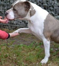 Graf – Staffordshire-Mix, Männchen, 5 Jahre, 13057 Berlin – Foto 4