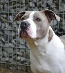 Graf – Staffordshire-Mix, Männchen, 5 Jahre, 13057 Berlin – Foto 5