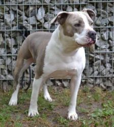 Graf – Staffordshire-Mix, Männchen, 5 Jahre, 13057 Berlin – Foto 6