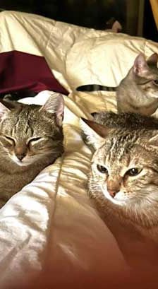 Tigger + Naseweis – EKH, Männchen, 10 Monate, 82031 Grünwald – Foto 1