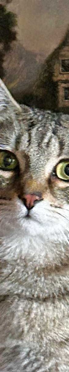 Tigger + Naseweis – EKH, Männchen, 10 Monate, 82031 Grünwald – Foto 2