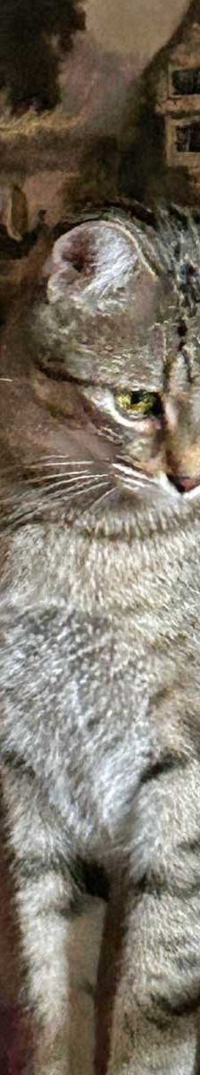 Tigger + Naseweis – EKH, Männchen, 10 Monate, 82031 Grünwald – Foto 3