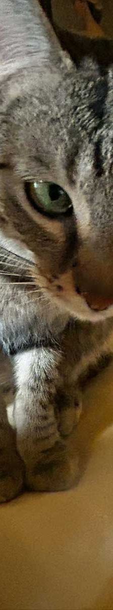 Tigger + Naseweis – EKH, Männchen, 10 Monate, 82031 Grünwald – Foto 4