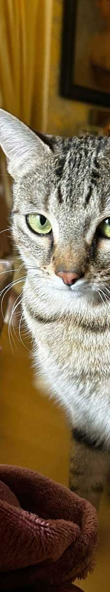 Tigger + Naseweis – EKH, Männchen, 10 Monate, 82031 Grünwald – Foto 5