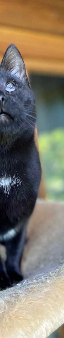 Poppy – EKH, Weibchen, 5 Monate, 82031 Grünwald – Foto 3