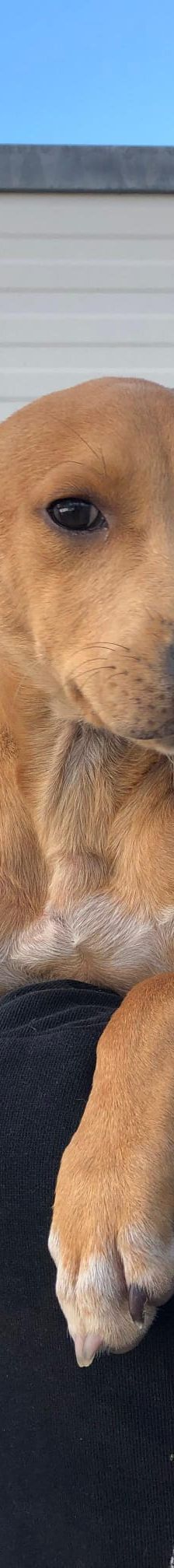 Flora – Hund, Unbekannt, Alter unbekannt, Nordic Strays e.V. – Foto 2