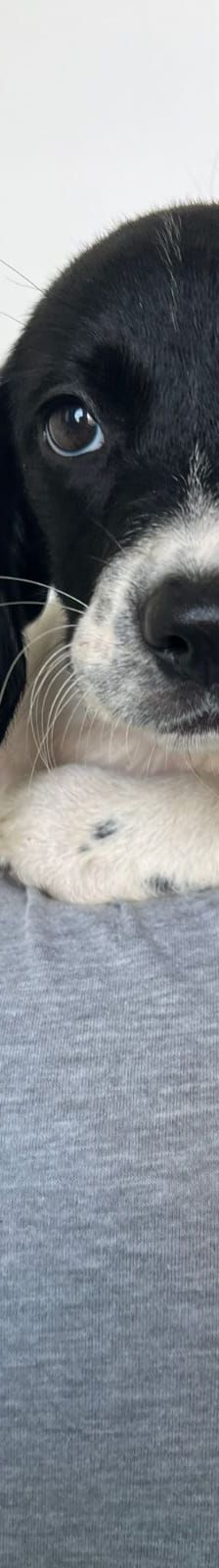 Flora – Hund, Unbekannt, Alter unbekannt, Nordic Strays e.V. – Foto 3
