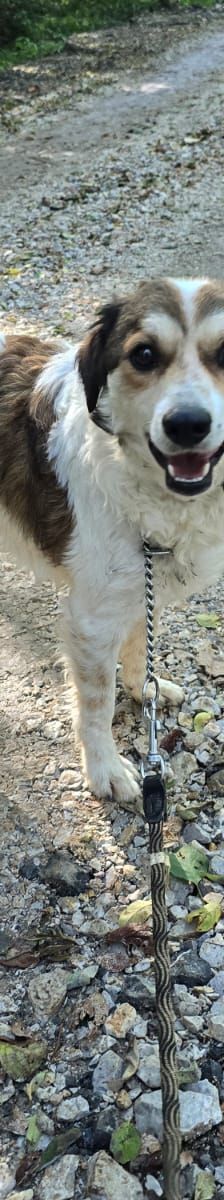 Flora – Hund, Unbekannt, Alter unbekannt, Nordic Strays e.V. – Foto 4