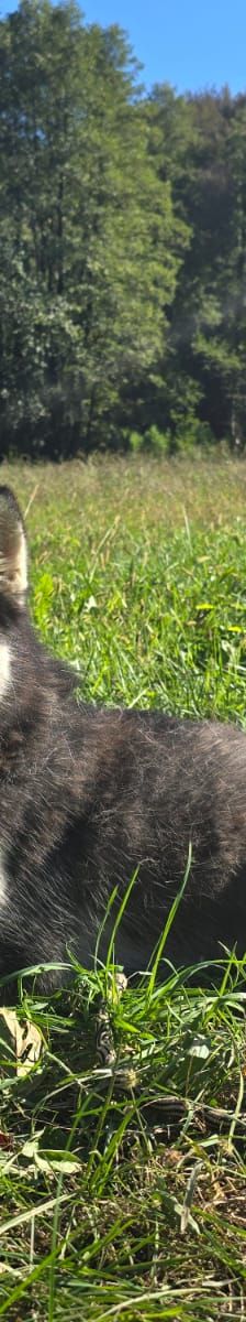 Flora – Hund, Unbekannt, Alter unbekannt, Nordic Strays e.V. – Foto 5