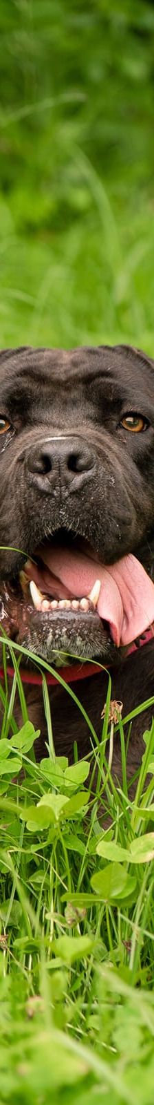 Flora – Hund, Unbekannt, Alter unbekannt, Nordic Strays e.V. – Foto 6