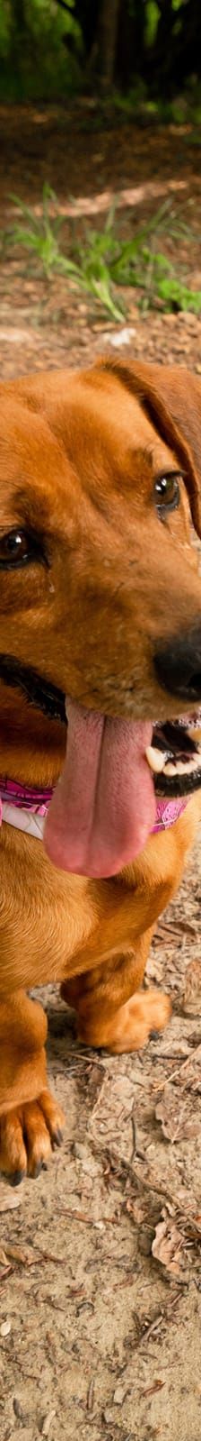 Flora – Hund, Unbekannt, Alter unbekannt, Nordic Strays e.V. – Foto 7