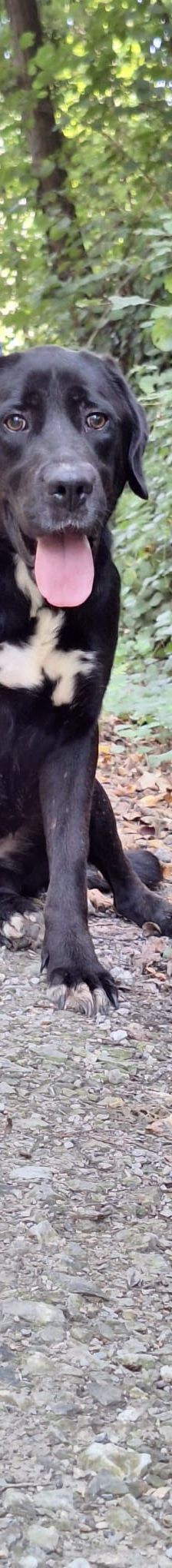 Flora – Hund, Unbekannt, Alter unbekannt, Nordic Strays e.V. – Foto 8