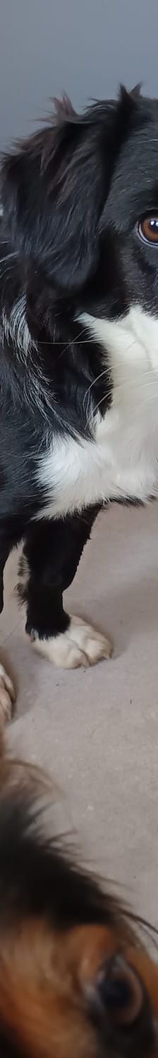 Flora – Hund, Unbekannt, Alter unbekannt, Nordic Strays e.V. – Foto 9