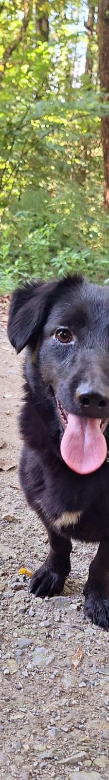 Flora – Hund, Unbekannt, Alter unbekannt, Nordic Strays e.V. – Foto 10