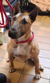 Charly – Miniatur Bullterrier, Männchen, 2015 Jahre, 70195 Stuttgart-Botnang – Foto 1