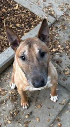Charly – Miniatur Bullterrier, Männchen, 2015 Jahre, 70195 Stuttgart-Botnang – Foto 2