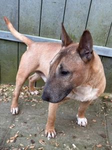 Charly – Miniatur Bullterrier, Männchen, 2015 Jahre, 70195 Stuttgart-Botnang – Foto 3