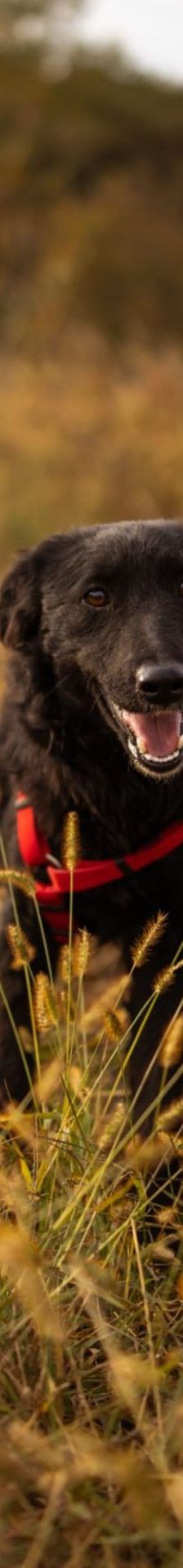Bailey – Kroat. Schäferhund-Mischling, Weibchen, Alter unbekannt, Nordic Strays e.V. – Foto 1