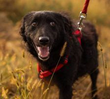 Bailey – Kroat. Schäferhund-Mischling, Weibchen, Alter unbekannt, Nordic Strays e.V. – Foto 2
