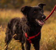 Bailey – Kroat. Schäferhund-Mischling, Weibchen, Alter unbekannt, Nordic Strays e.V. – Foto 3