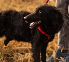 Bailey – Kroat. Schäferhund-Mischling, Weibchen, Alter unbekannt, Nordic Strays e.V. – Foto 4