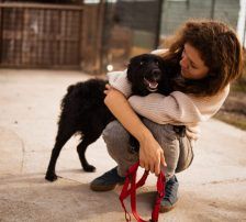 Bailey – Kroat. Schäferhund-Mischling, Weibchen, Alter unbekannt, Nordic Strays e.V. – Foto 5