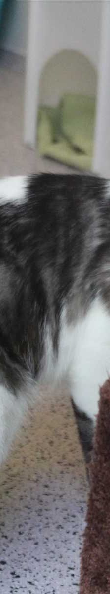 BERNIE – Europäisch Kurzhaar, Männchen, 3 Monate, 81829 München – Foto 1