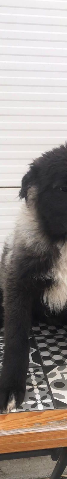 Bepa – kroatischer Schäferhund-Mix, Weibchen, 8 Monate, Nordic Strays e.V. – Foto 1