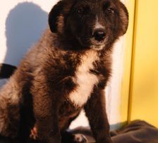 Bepa – kroatischer Schäferhund-Mix, Weibchen, 8 Monate, Nordic Strays e.V. – Foto 2