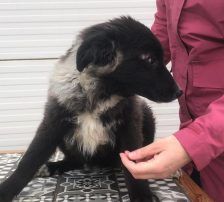 Bepa – kroatischer Schäferhund-Mix, Weibchen, 8 Monate, Nordic Strays e.V. – Foto 3