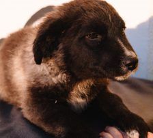 Bepa – kroatischer Schäferhund-Mix, Weibchen, 8 Monate, Nordic Strays e.V. – Foto 4