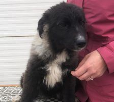Bepa – kroatischer Schäferhund-Mix, Weibchen, 8 Monate, Nordic Strays e.V. – Foto 5