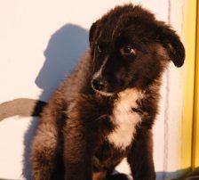 Bepa – kroatischer Schäferhund-Mix, Weibchen, 8 Monate, Nordic Strays e.V. – Foto 6