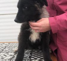 Bepa – kroatischer Schäferhund-Mix, Weibchen, 8 Monate, Nordic Strays e.V. – Foto 7