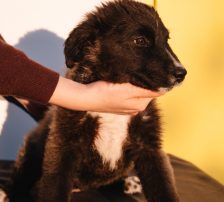 Bepa – kroatischer Schäferhund-Mix, Weibchen, 8 Monate, Nordic Strays e.V. – Foto 8