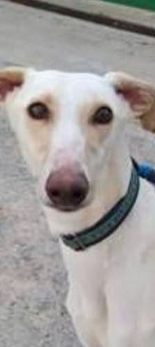 Greta – Galgo-Mischling, Weibchen, 3 Jahre 3 Monate, 65520 Bad Camberg – Foto 1