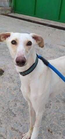 Greta – Galgo-Mischling, Weibchen, 3 Jahre 3 Monate, 65520 Bad Camberg – Foto 2