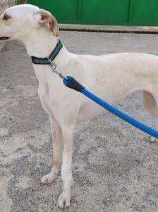 Greta – Galgo-Mischling, Weibchen, 3 Jahre 3 Monate, 65520 Bad Camberg – Foto 3