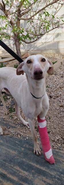 Greta – Galgo-Mischling, Weibchen, 3 Jahre 3 Monate, 65520 Bad Camberg – Foto 4