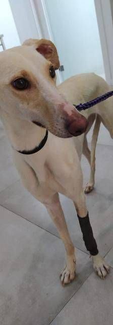 Greta – Galgo-Mischling, Weibchen, 3 Jahre 3 Monate, 65520 Bad Camberg – Foto 5