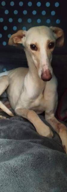 Greta – Galgo-Mischling, Weibchen, 3 Jahre 3 Monate, 65520 Bad Camberg – Foto 6