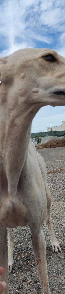 Greta – Galgo-Mischling, Weibchen, 3 Jahre 3 Monate, 65520 Bad Camberg – Foto 7