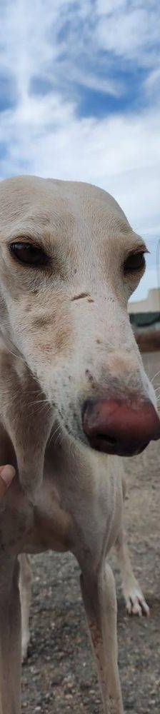 Greta – Galgo-Mischling, Weibchen, 3 Jahre 3 Monate, 65520 Bad Camberg – Foto 8