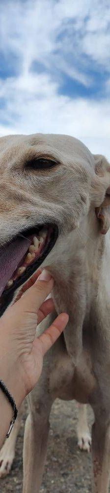 Greta – Galgo-Mischling, Weibchen, 3 Jahre 3 Monate, 65520 Bad Camberg – Foto 9