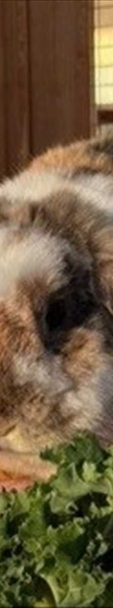 SCHNUFFI – Widder, Männchen, 5 Jahre 7 Monate, 81829 München – Foto 1