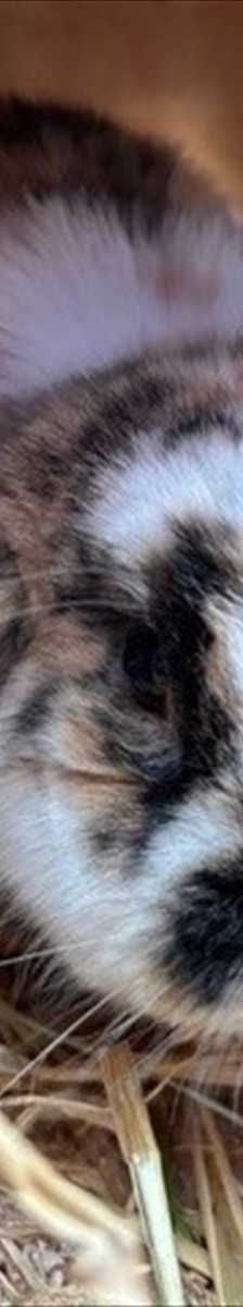 SCHNUFFI – Widder, Männchen, 5 Jahre 7 Monate, 81829 München – Foto 2